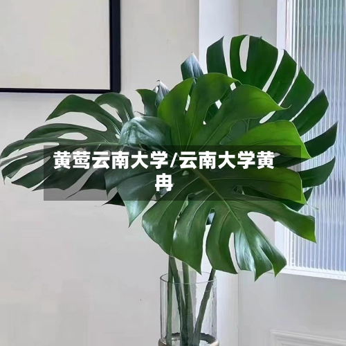 黄莺云南大学/云南大学黄冉
