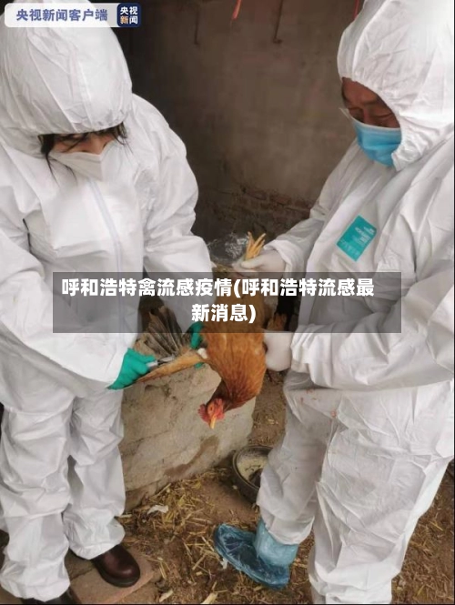 呼和浩特禽流感疫情(呼和浩特流感最新消息)-第2张图片