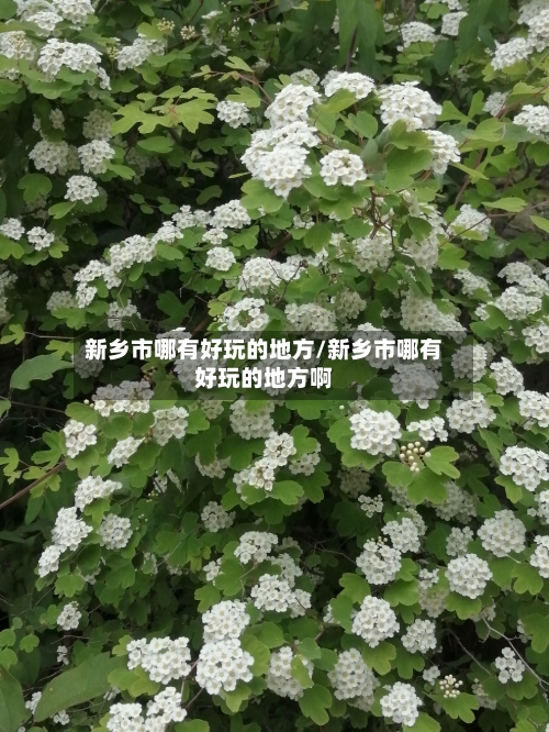 新乡市哪有好玩的地方/新乡市哪有好玩的地方啊-第2张图片