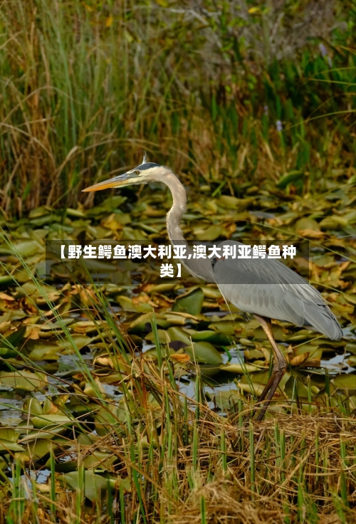 【野生鳄鱼澳大利亚,澳大利亚鳄鱼种类】