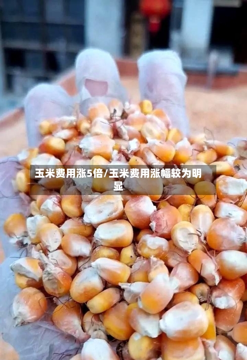 玉米费用涨5倍/玉米费用涨幅较为明显