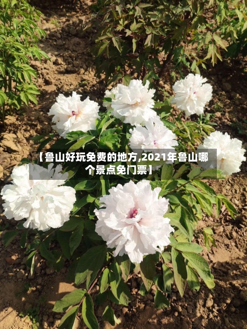 【鲁山好玩免费的地方,2021年鲁山哪个景点免门票】